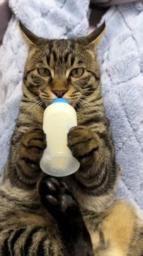 cat memes,funny cats,funny cat videos,funny kittens,funny kitten videos,funny videos