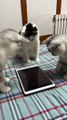 cat memes,funny cats,funny cat videos,funny kittens,funny kitten videos,funny videos