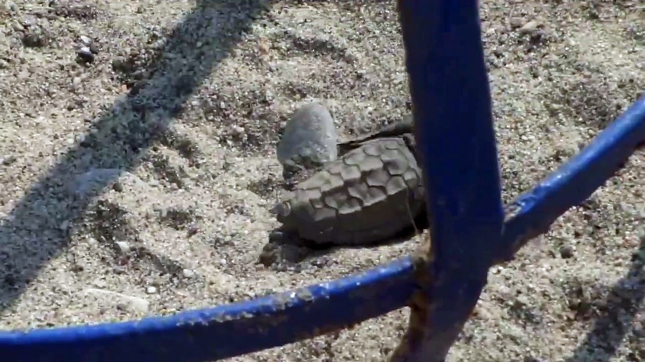 Sea Turtle hatching