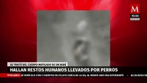 Hallan restos de recién nacido devorados por perros en Astacinga, Veracruz