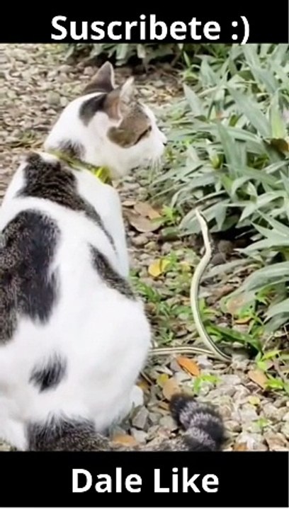 Laughter videos 2024 #shorts #laughter #comedy #fun #funny #humor