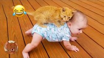 Laughing Videos 2024 - Funny Videos of Cats and Babies - Babies and Kittens Growing Up Together