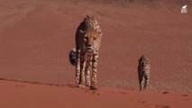 القطط الكبيرة _ الفهد أو النَّمِرُ الصَيَّادْ أسرع حيوان على وجه الأرض _ كويست عربية Quest Arabiya