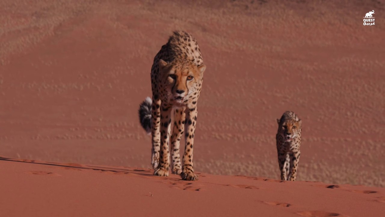 القطط الكبيرة _ الفهد أو النَّمِرُ الصَيَّادْ أسرع حيوان على وجه الأرض _ كويست عربية Quest Arabiya
