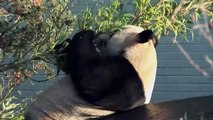 Os únicos pandas gigantes no Reino Unido retornam à China