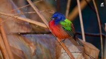 طائر الراية الملونة من اكثر العصافير جمالا حول الارض _ كويست عربية Quest Arabiya