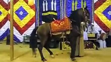 رقص شرقي علي المزمار ورقص خيل اره Dance of horse