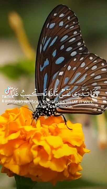 القرآن الكريم