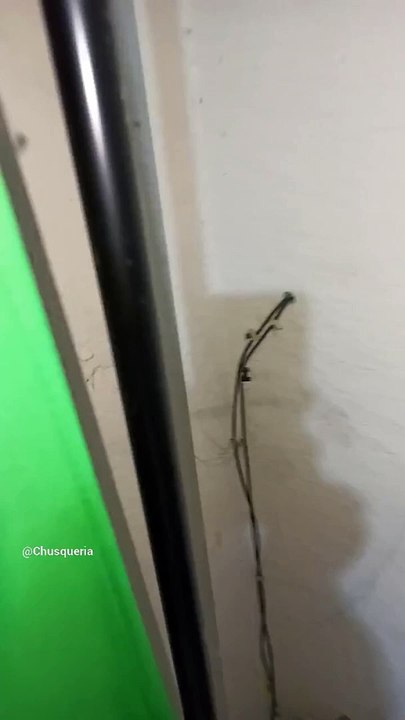 Las #arañas del #baño #insectos #animales #mascotas #shorts les llaman patonas son inofensivas  #pet