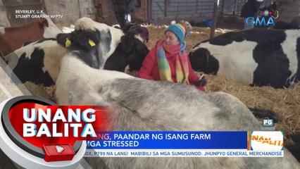 Cow cuddling, paandar ng isang farm para sa mga stressed | UB