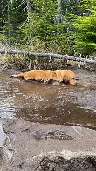 Golden Retriever Takes a Mud Bath