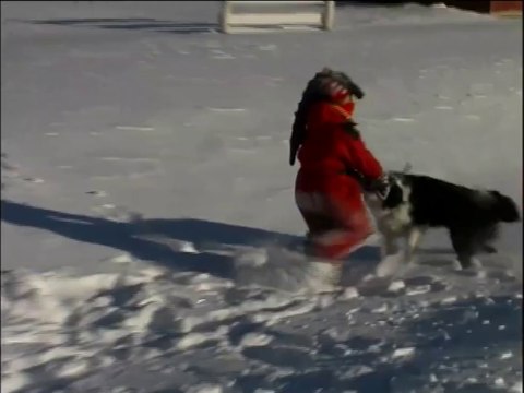 Clifford the Big Red Dog - Real Life Doggie Friends Segment - Dogs Snow Winter Jump Chase HD DVD Rip