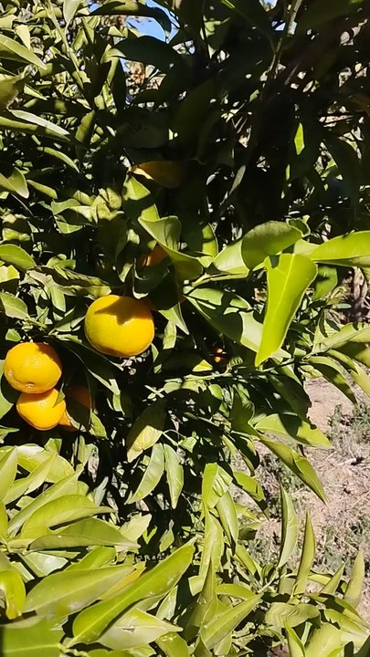 Saison de récolte des citrons au Maroc...la ville de Berkane