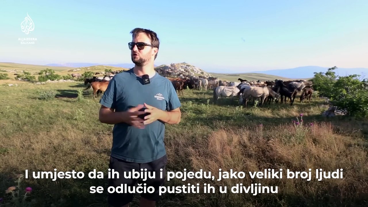 Osamsto divljih konja živi slobodno