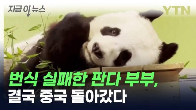 번식 실패한 英 판다 부부, 결국 중국으로 돌아갔다 [지금이뉴스] / YTN