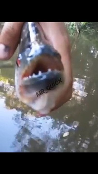 Piranha_Fish#piranhafish