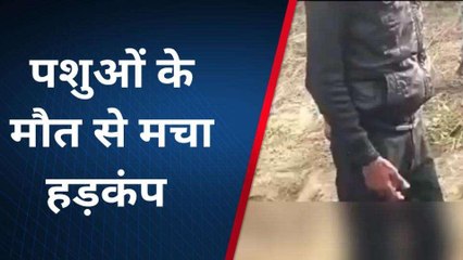 अलीगढ़: आठ पशुओं की रहस्यमई मौत, दहशत में ग्रामीण