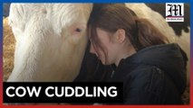 Yorkshire dairy farm thrives with cow cuddling amid profit struggles