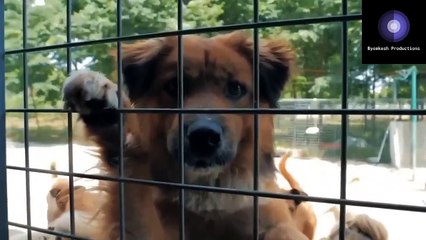 Discovering the agony and pain of abandoned pet dogs