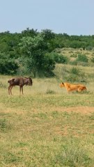 Wildebeest Passes Out in Front of Lion Mid Hunt