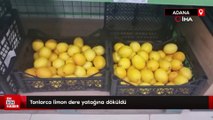 Adana'da tonlarca limon dere yatağına döküldü
