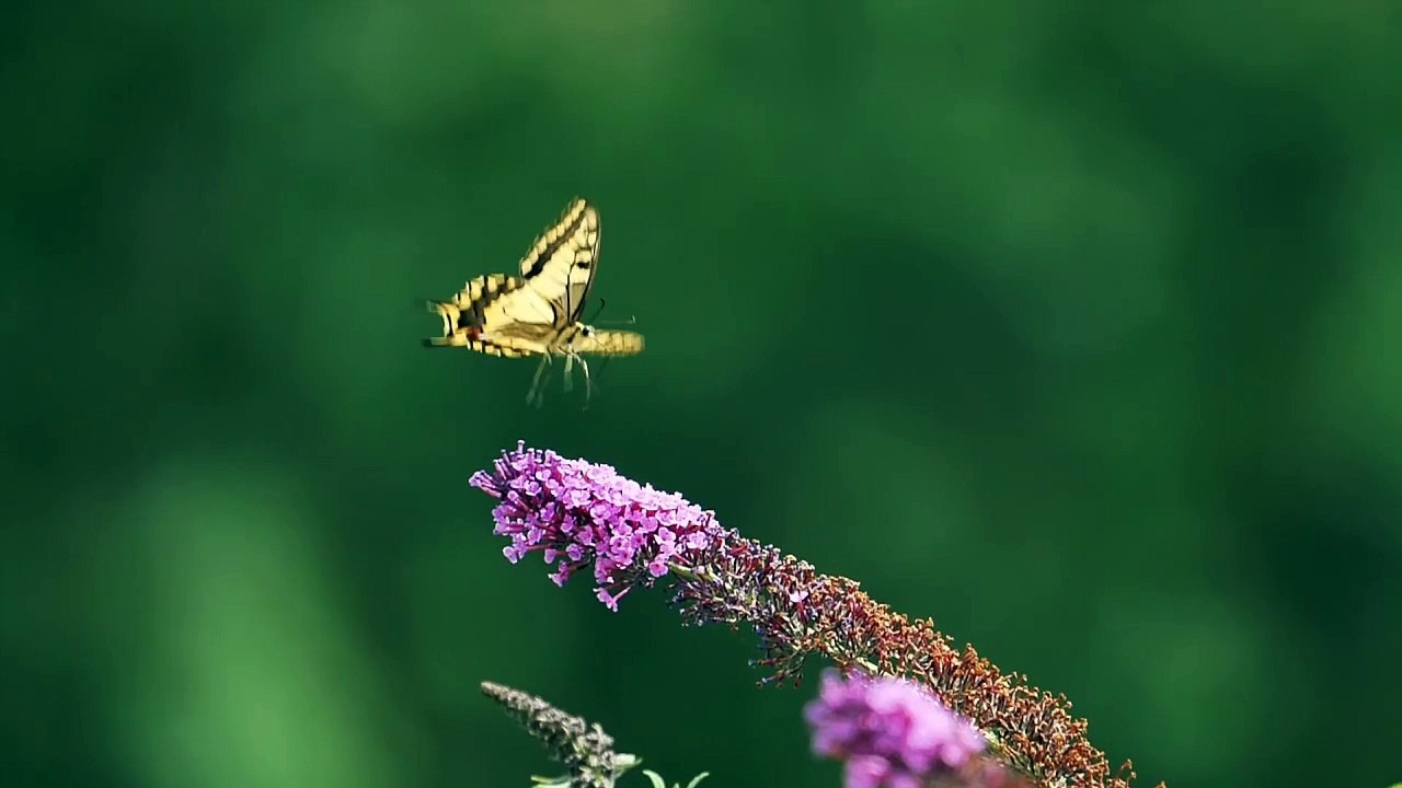 butterfly (Original)