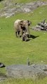 Cute Baby Elephant Trips While Playing With Birds