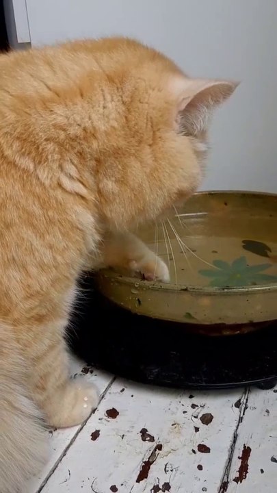 Finny hat eine besondere Art Wasser zu trinken