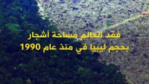 منظمة الأغذية والزراعة للأمم المتحدة: العالم فقد مساحة أشجار بحجم ليبيا منذ عام 1990.. قدرت بنحو 178 مليون هكتار!