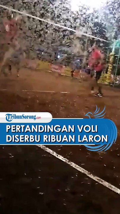 VIRAL Pertandingan Voli di Trenggalek Diserbu Ribuan Laron, Terbang hingga Memenuhi Lapangan