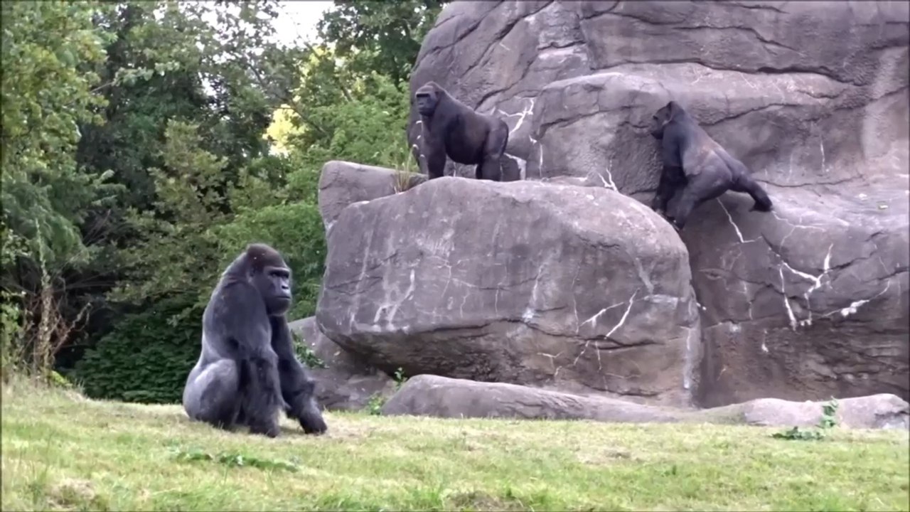 Four New Gorillas Are Welcomed to Their Gorilla Habitat in Detroit Zoo