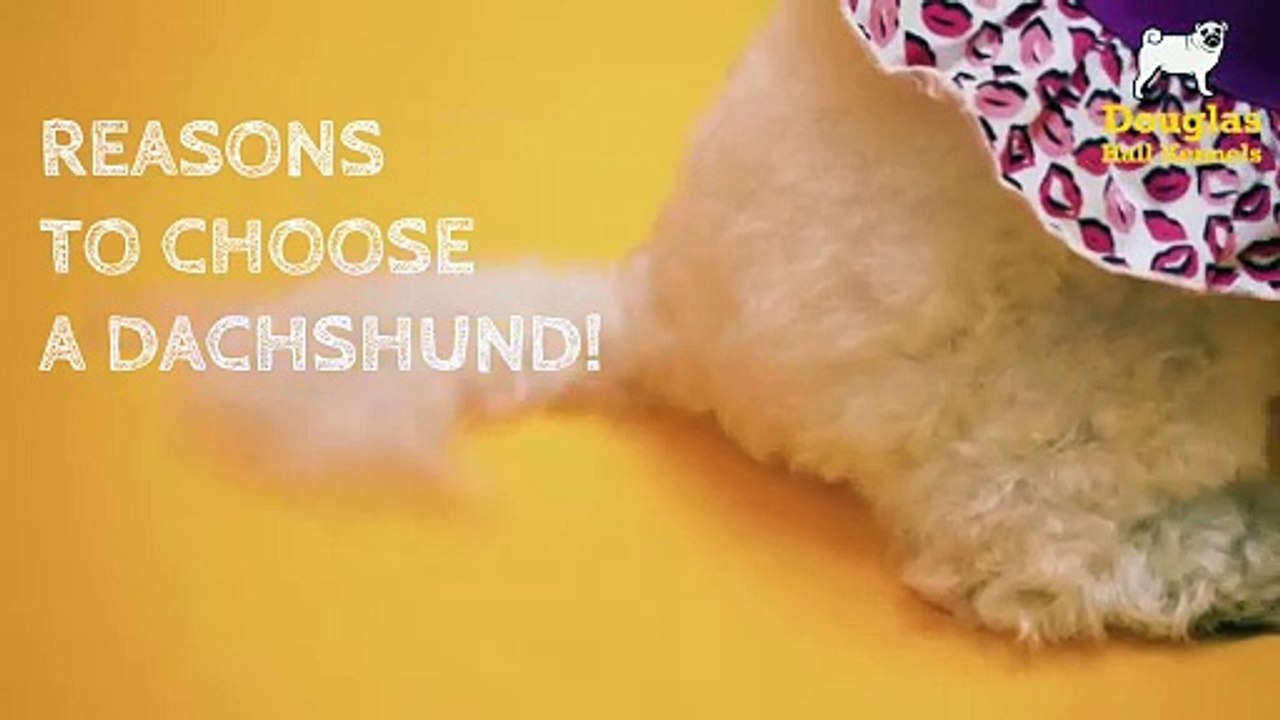 Dachshund Puppies For Sale UK Douglas Hall Kennels video Dailymotion