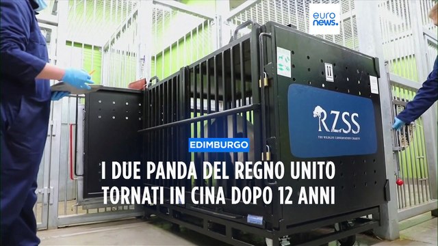 Lo zoo di Edimburgo restituisce i suoi panda alla Cina. Stessa sorte per altri 15 nel mondo