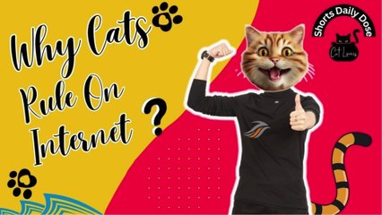 Why Cats Rule On Internet ?