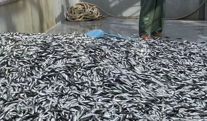 İstavrit bolluğu başladı, balıkçının yüzü güldü
