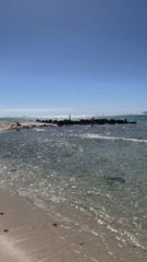 Cette île cachée PARADISIAQUE : île Plate, Mauritius