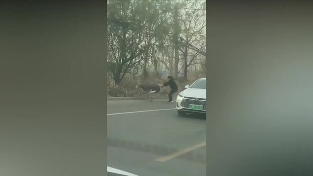 Hero driver rugby-tackles escaped ostrich to stop it being hit by cars