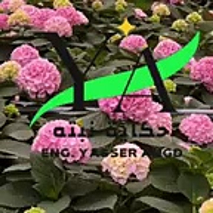 نبات الهيدرنجا