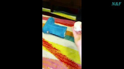 Funniest Cats Videos, The Siliest, Cutest And Funniest Cats 79