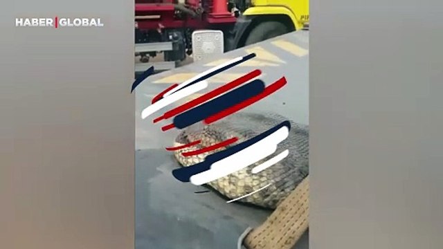 Zincire bağlanmış vaziyette bulunan anakondanın görüntüleri izlenme rekoru kırdı