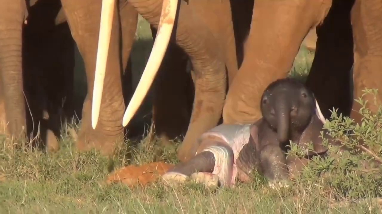 Big Elephant Amazing Video