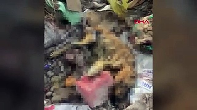 Çöplükte çok sayıda ölü köpek bulundu