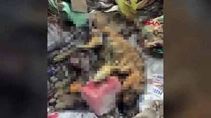Çöplükte çok sayıda ölü köpek bulundu