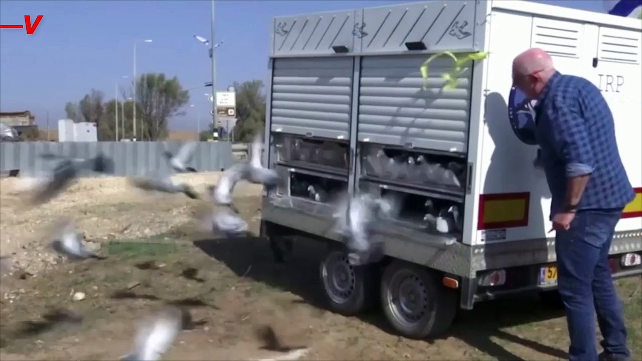 These Pigeons Were Released To Symbolize Hope