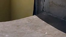كلب صغير يدربه طفل صغير