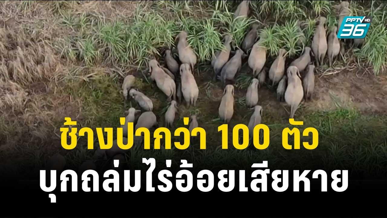 ช้างป่ากว่า 100 ตัว ไล่ไม่ไป บุกถล่มไร่อ้อยเสีย...