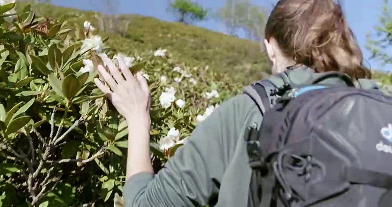 Wondering in the lap of nature. Video Of Woman Runs Her Fingers Over The Flowers