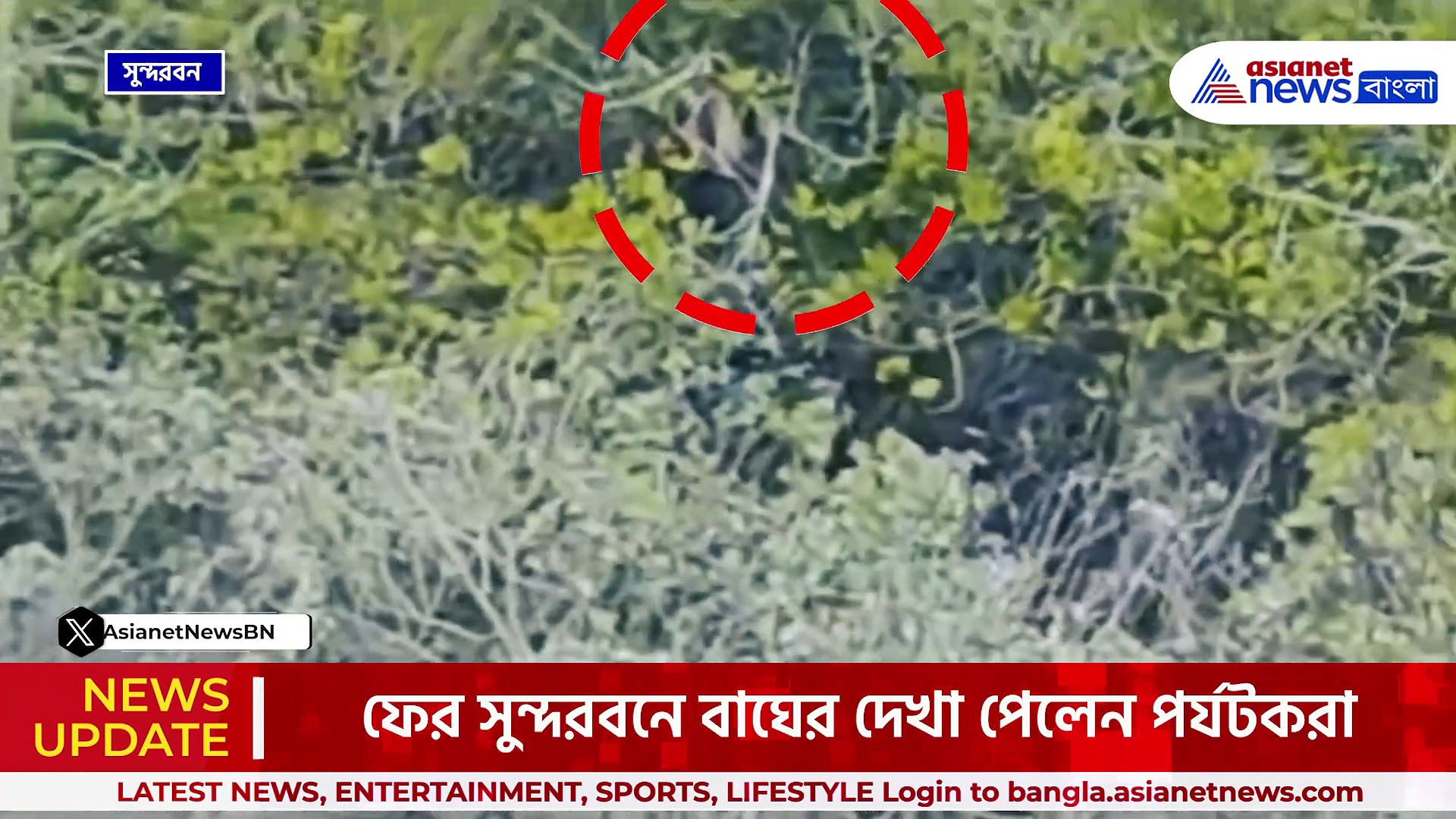 ওটা কি, নদীতে নিঃশব্দে সাঁতার কাটছিল! ফের সুন্দরবনে বাঘের বিরল দর্শন