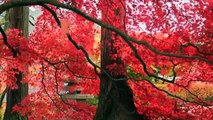 Relaxing Music for Sleep _ Meditation ( No Copyright )