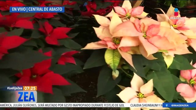 Así el precio de las nochebuenas en la Central de Abasto de la CDMX